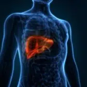 illustration of liver inside of a body