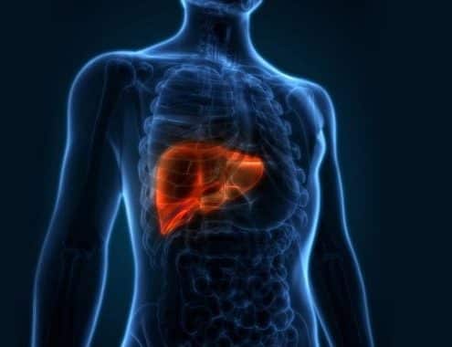 illustration of liver inside of a body